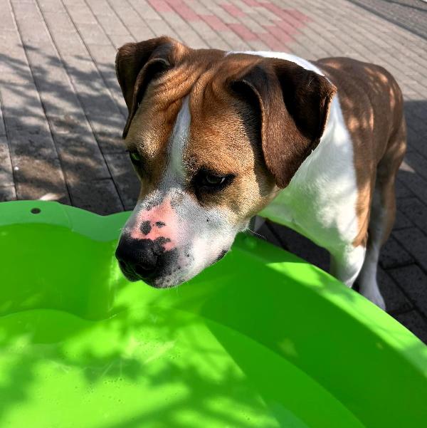 GOLD AMSTAFF Foto 4